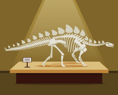 Stegosaurus kemik iskeleti müze Sergisi. Vektör düz çizgi film illüstrasyon. Okul poster