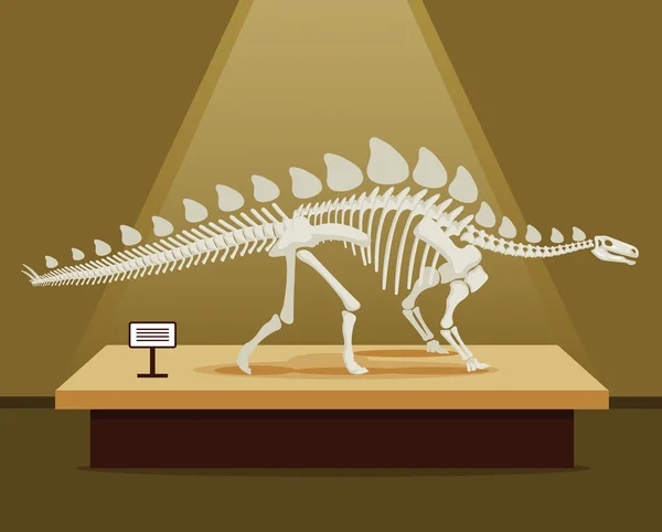 Stegosaurus botten skelet in museum tentoonstelling. Platte cartoon vectorillustratie. School poster — Stockvector