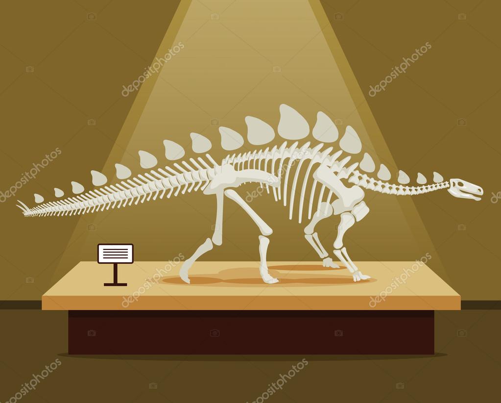 Stegosaurus knokler skjelett på museumsutstilling. Tegning av vektorflate  tegninger. Skoleplakat stockvektor © prettyvectors #112153848, image size:1023x822