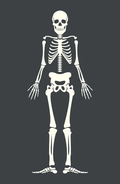 Scary skeleton. Vector flat cartoon illustration — Stock Vector