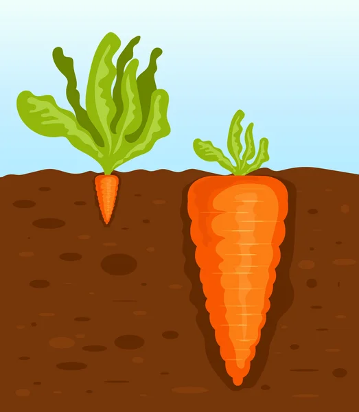 Big Small Carrot Vector Art Stock Images Depositphotos