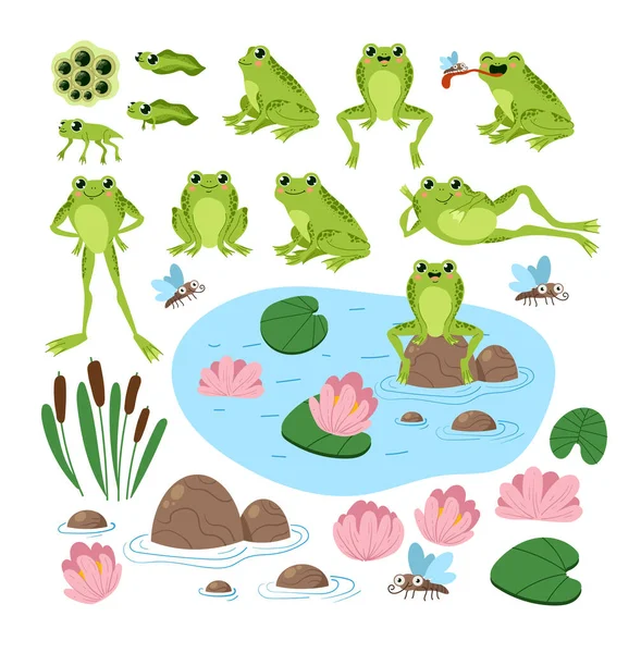 Cartoon Cute Frogs Different Positions Lake Set Vector Flat Cartoon — Stock Vector