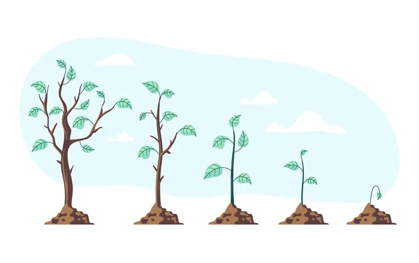 Baumpflanzen Wachsen Stufen Zeitraum Phase Prozess Gartenbaukonzept Vektor Flache Cartoon — Stockvektor