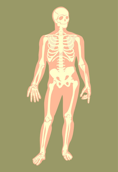 Vector skeleton flat illustration