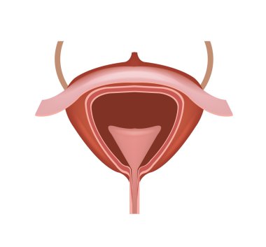 İnsan mesane vektör çizim