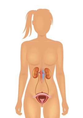 Kidneys and bladder vector illustration clipart
