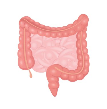 Vector intestines illustration