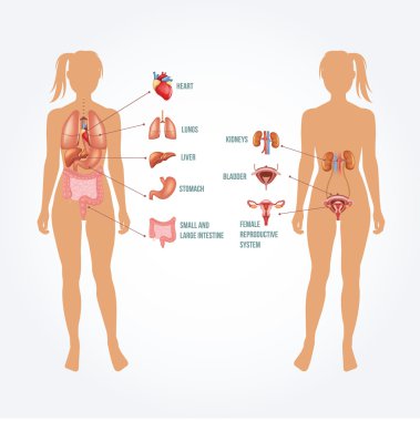 Vektör anatomi çizim