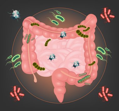 Vector intestines with germs and bacteria illustration clipart