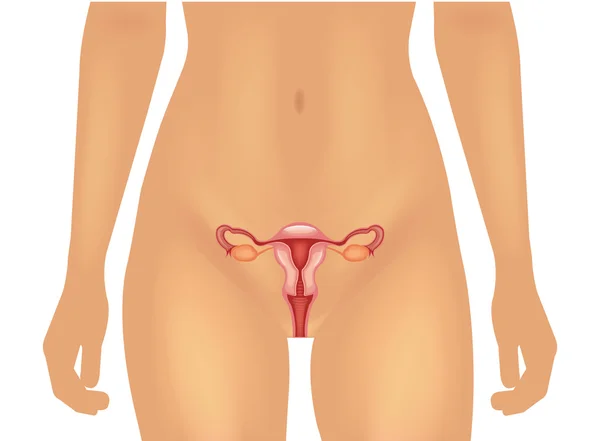 Kvinnliga reproduktiva systemet. vektor illustration — Stock vektor
