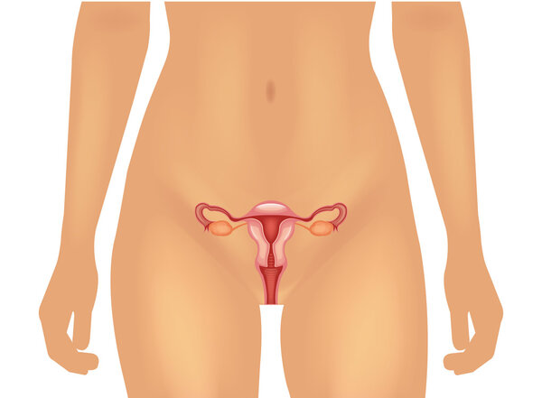 Female reproductive system. Vector  illustration