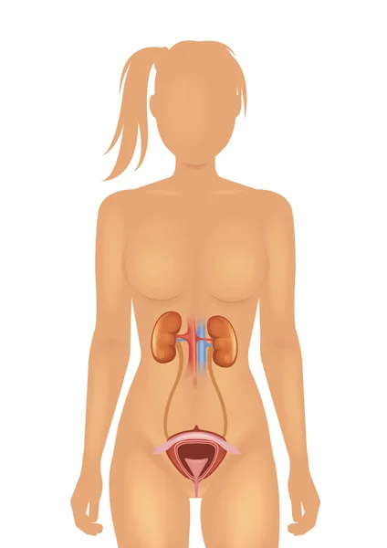 신장과 방광 벡터 일러스트 레이 션 — 스톡 벡터