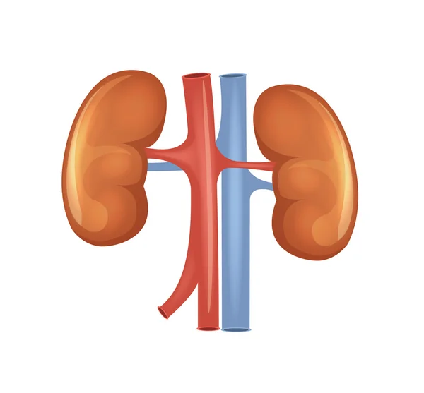 Vector kidneys illustration — Stock Vector