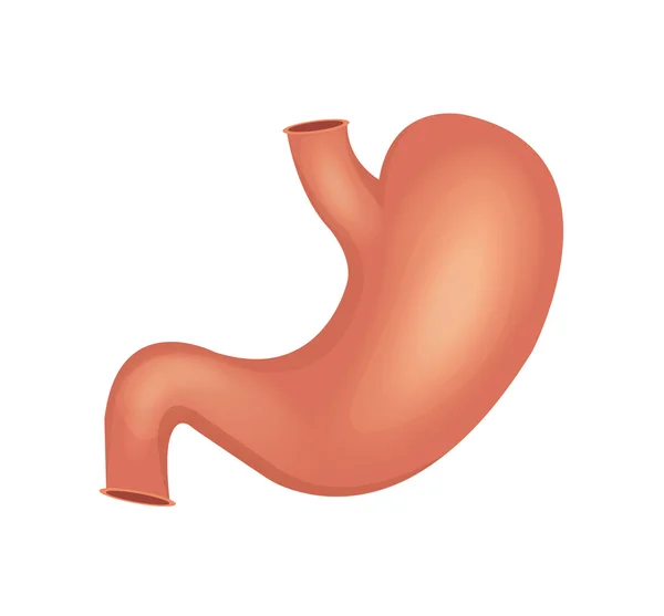 Желудок человека картинка для детей