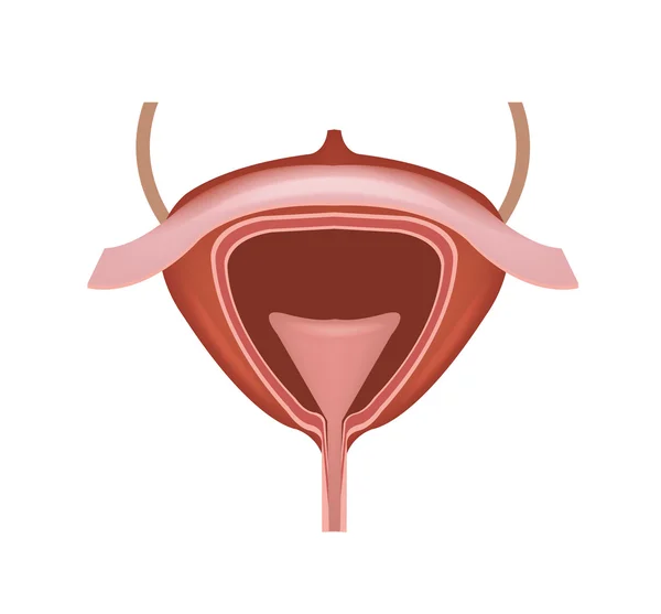 Human bladder vector illustration — Stock Illustration Human bladder vector illustration Royalty Free Stock Vectors