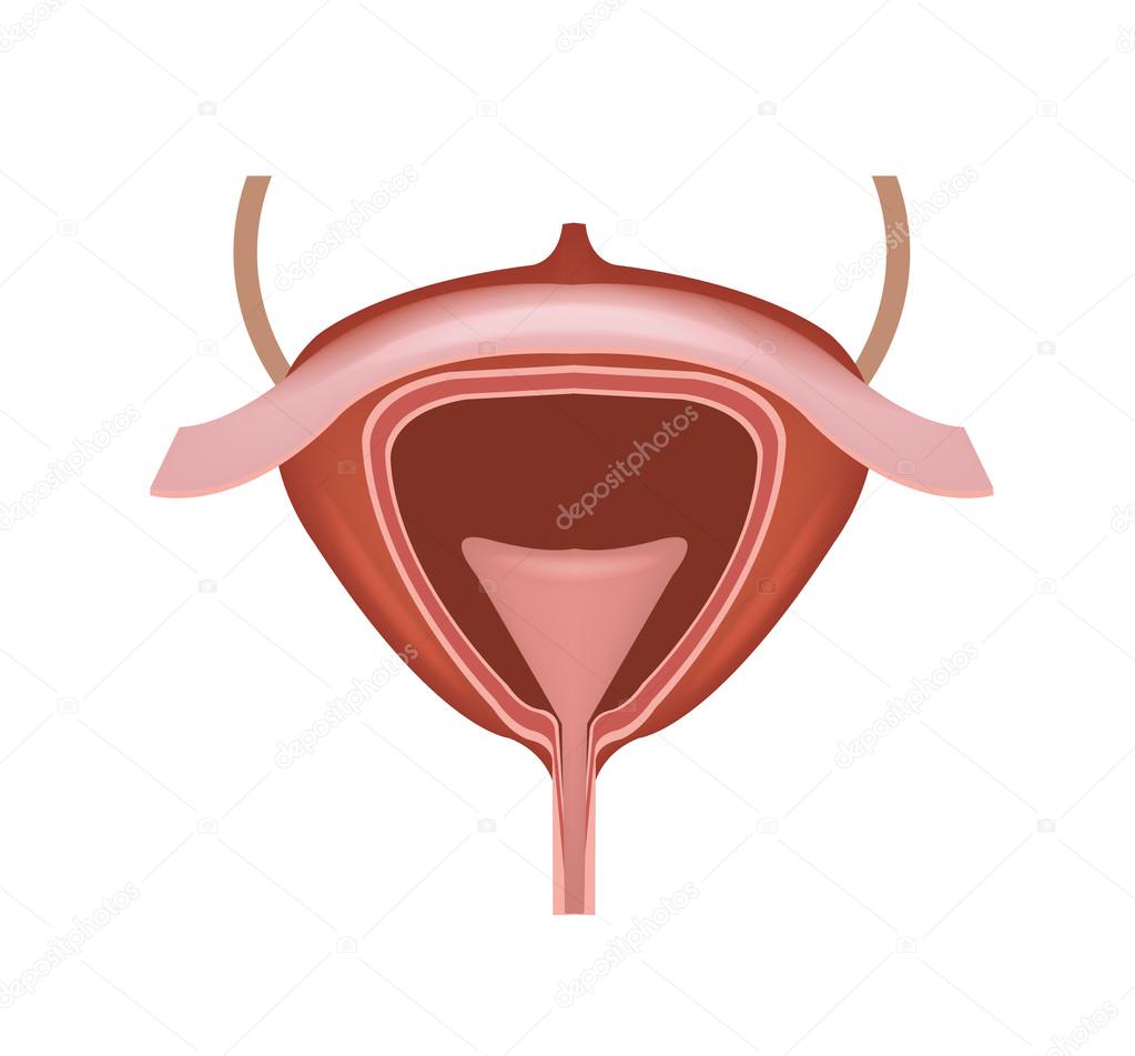 Human bladder vector illustration