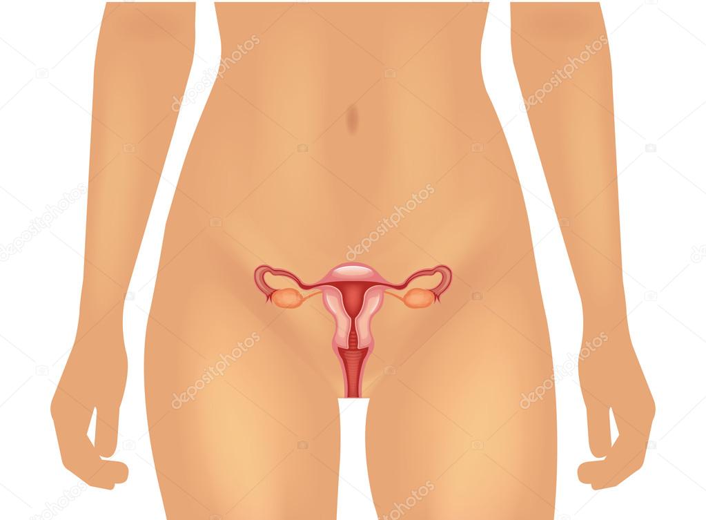 Female reproductive system. Vector  illustration