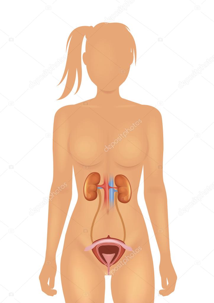 Kidneys and bladder vector illustration