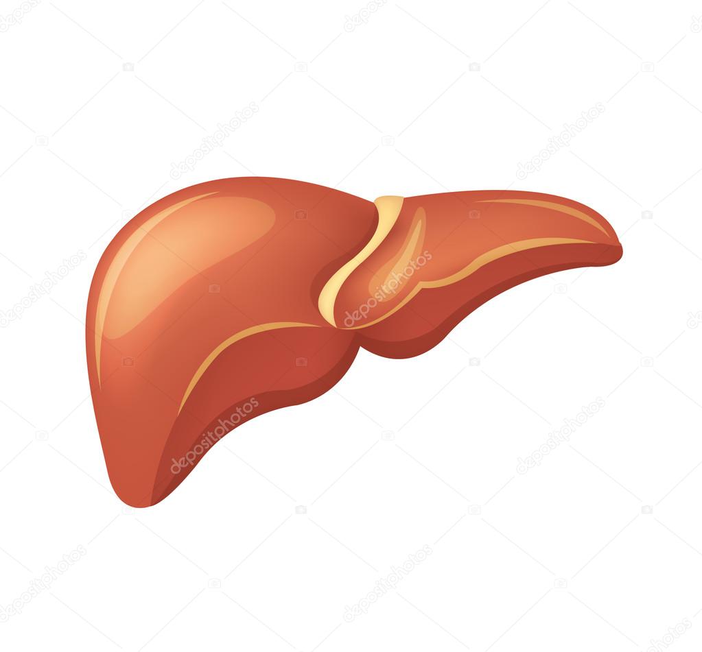 Vector liver illustration