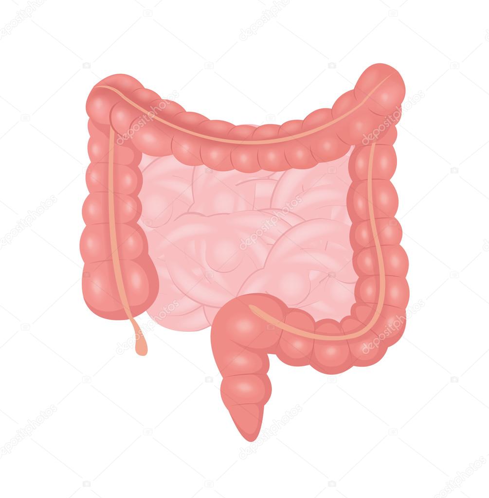 Vector intestines illustration