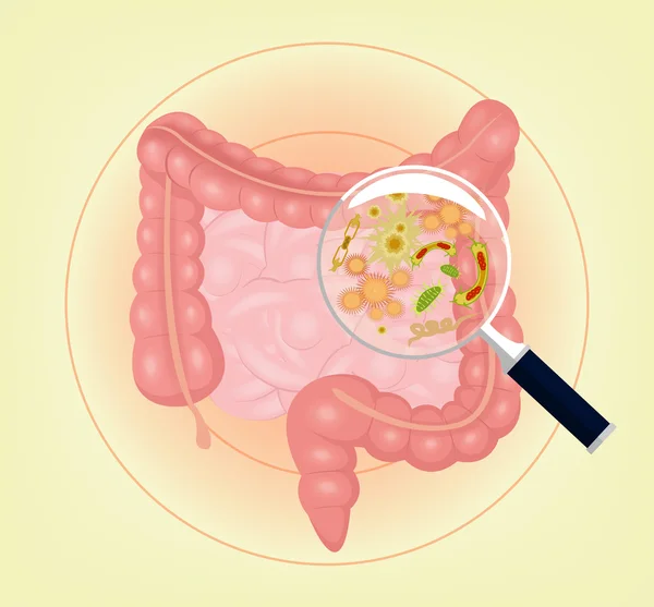 Intestinos vetores com bactérias, germes e lupa. Ilustração vetorial Ilustrações De Stock Royalty-Free