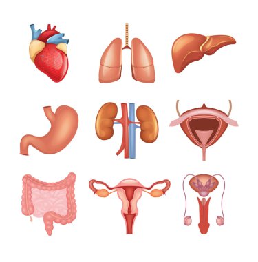 Vektör iç organları Icon set