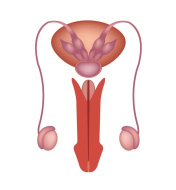 Erkek üreme sisteminde vektör simgesi
