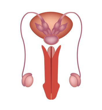 Male reproductive system vector icon clipart