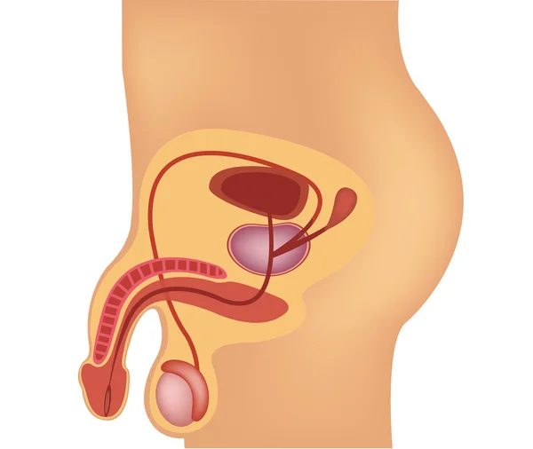 Männliche Vektorillustration des Fortpflanzungssystems — Stockvektor