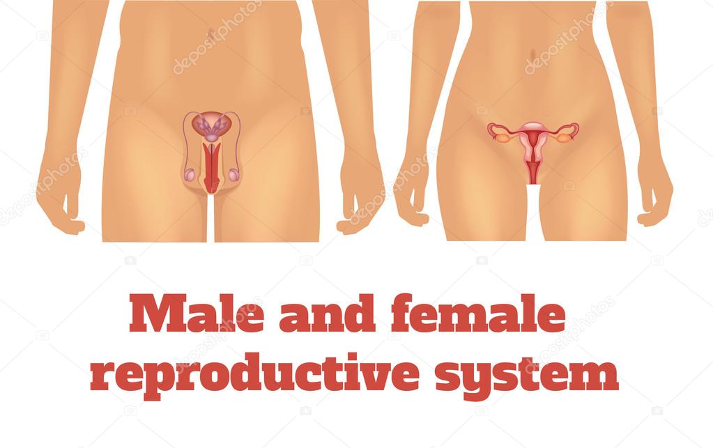 Man and woman reproductive system. Vector illustration