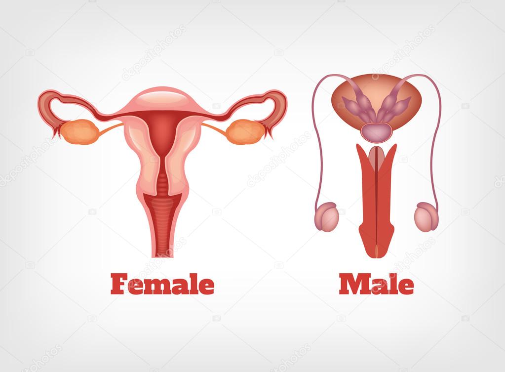 Imágenes del sistema reproductor dela mujer y el hombre