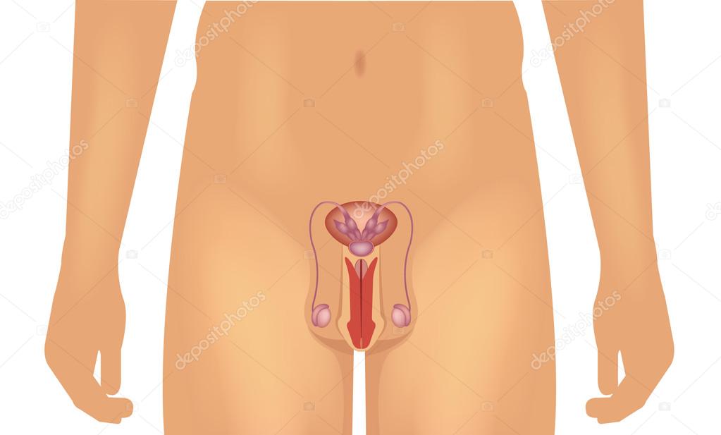 Male reproductive system vector illustration