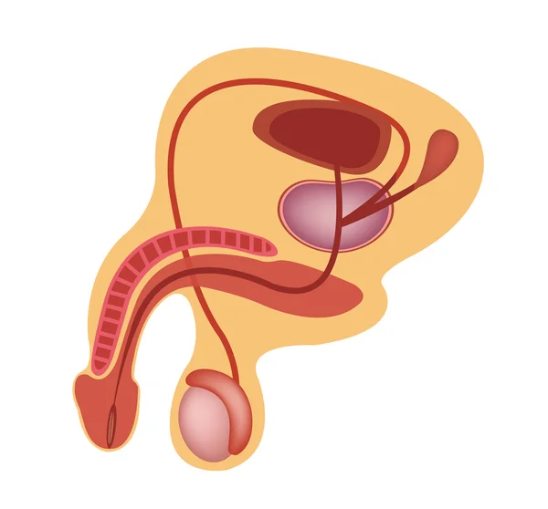 Mannelijke reproductieve systeem vector pictogram — Stockvector