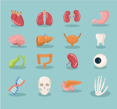 Vektör iç organları Icon set çizgi film