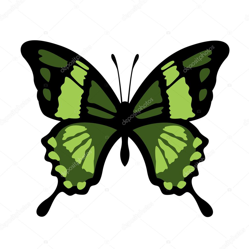Vector Butterfly Illustration