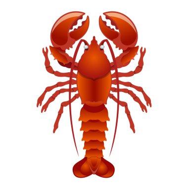 Vektör ıstakoz çizim