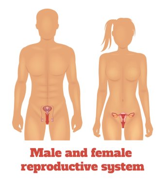 Man and woman reproductive system. Vector illustration clipart