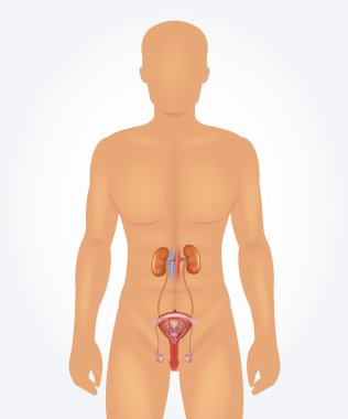 Male reproductive system.  Vector realistic illustration clipart