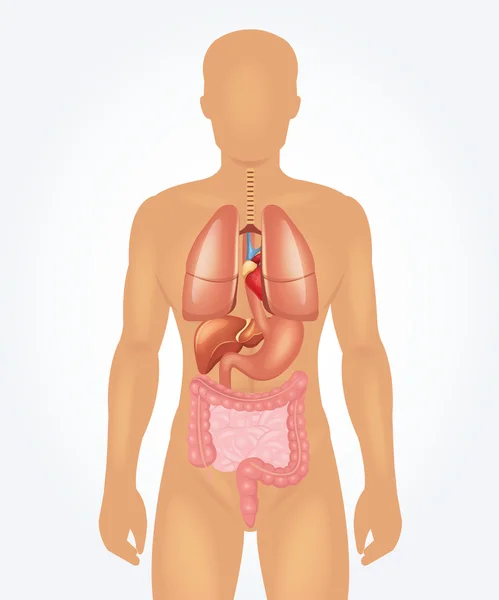 Illustrazione anatomia uomo vettoriale — Vettoriale Stock