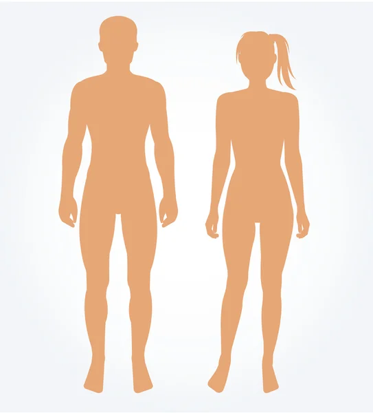 Plantilla corporal de hombre y mujer. Ilustración vectorial Ilustraciones de stock libres de derechos