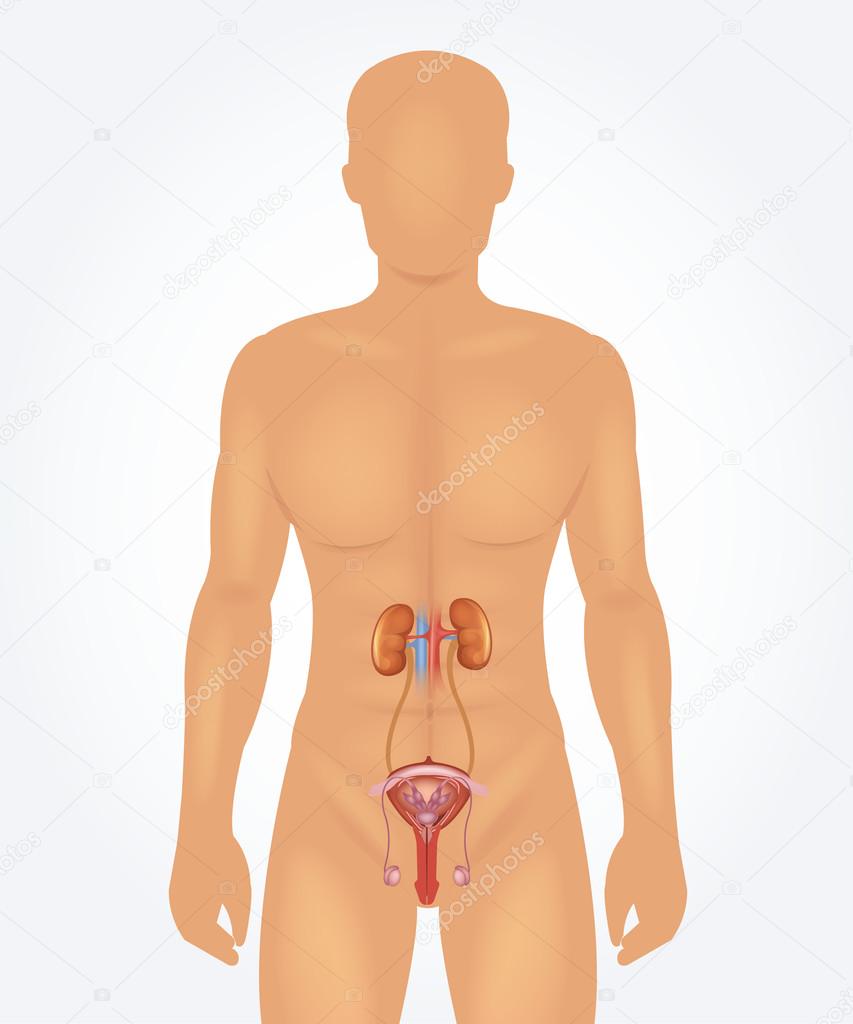 Male reproductive system.  Vector realistic illustration