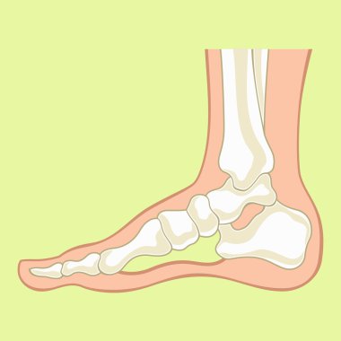 Foot x-ray. Vector flat illustration clipart