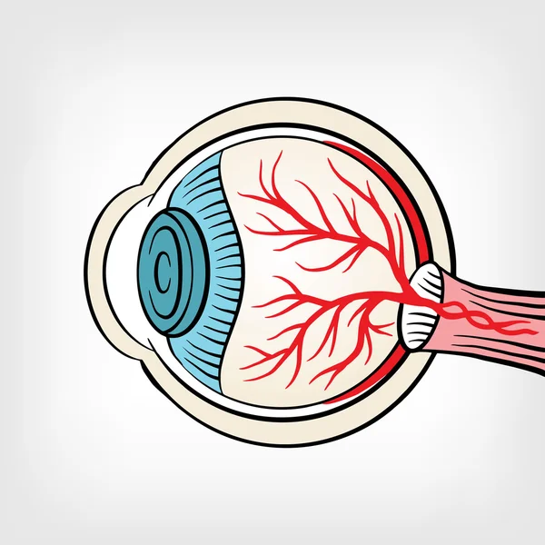 Eyeball x ray vectorillustratie cartoon — Stockvector