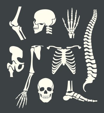 Human skeleton. Vector white illustration set clipart