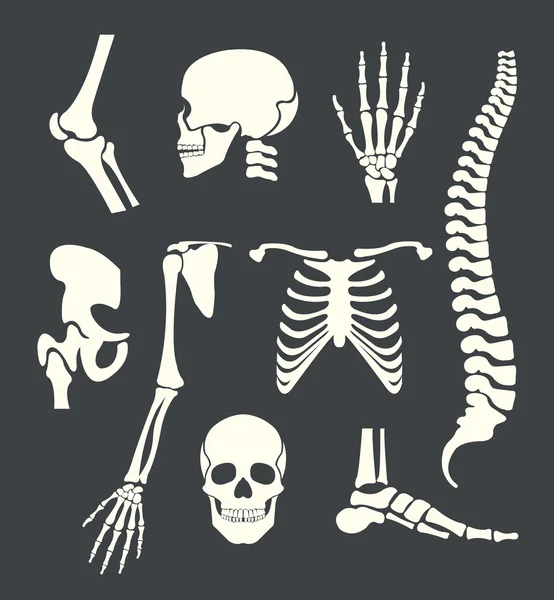 Human skeleton. Vector white illustration set — Stock Vector