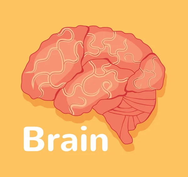 Human brain. Vector flat illustration — Stock Vector