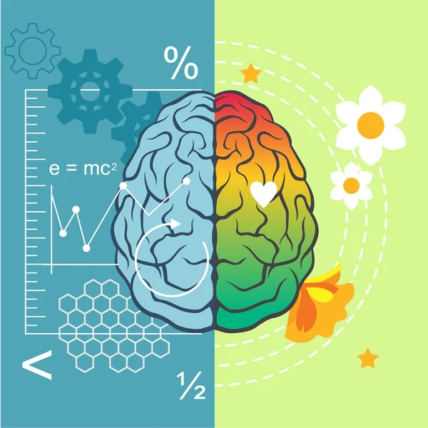 Lados del cerebro. Dibujos animados vectoriales ilustración — Archivo Imágenes Vectoriales