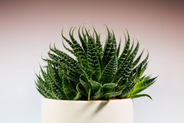 Kaktüs veya Haworthia Fasciata bir demlikte iki tonluk yumuşak bir plana karşı.