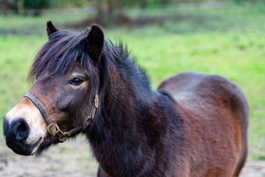Kırsal bir otlakta küçük siyah ve kahverengi bir atın yakın çekimi.