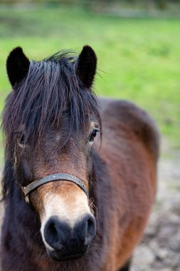 Kırsal bir otlakta küçük siyah ve kahverengi bir atın yakın çekimi.